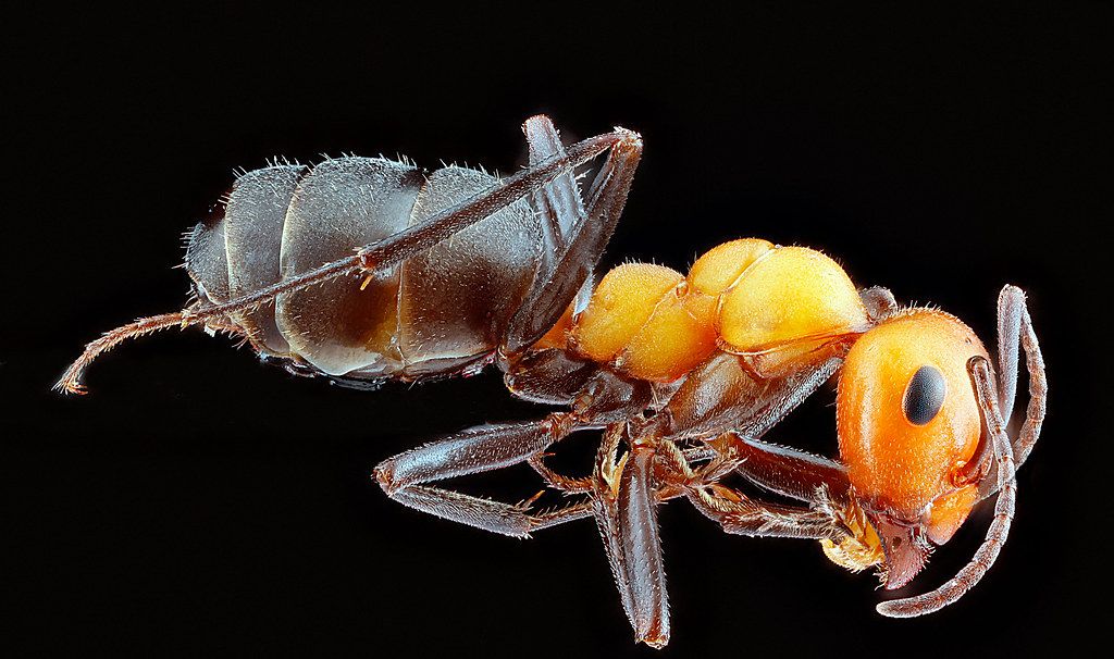 Ant Control service in Buena Park, CA