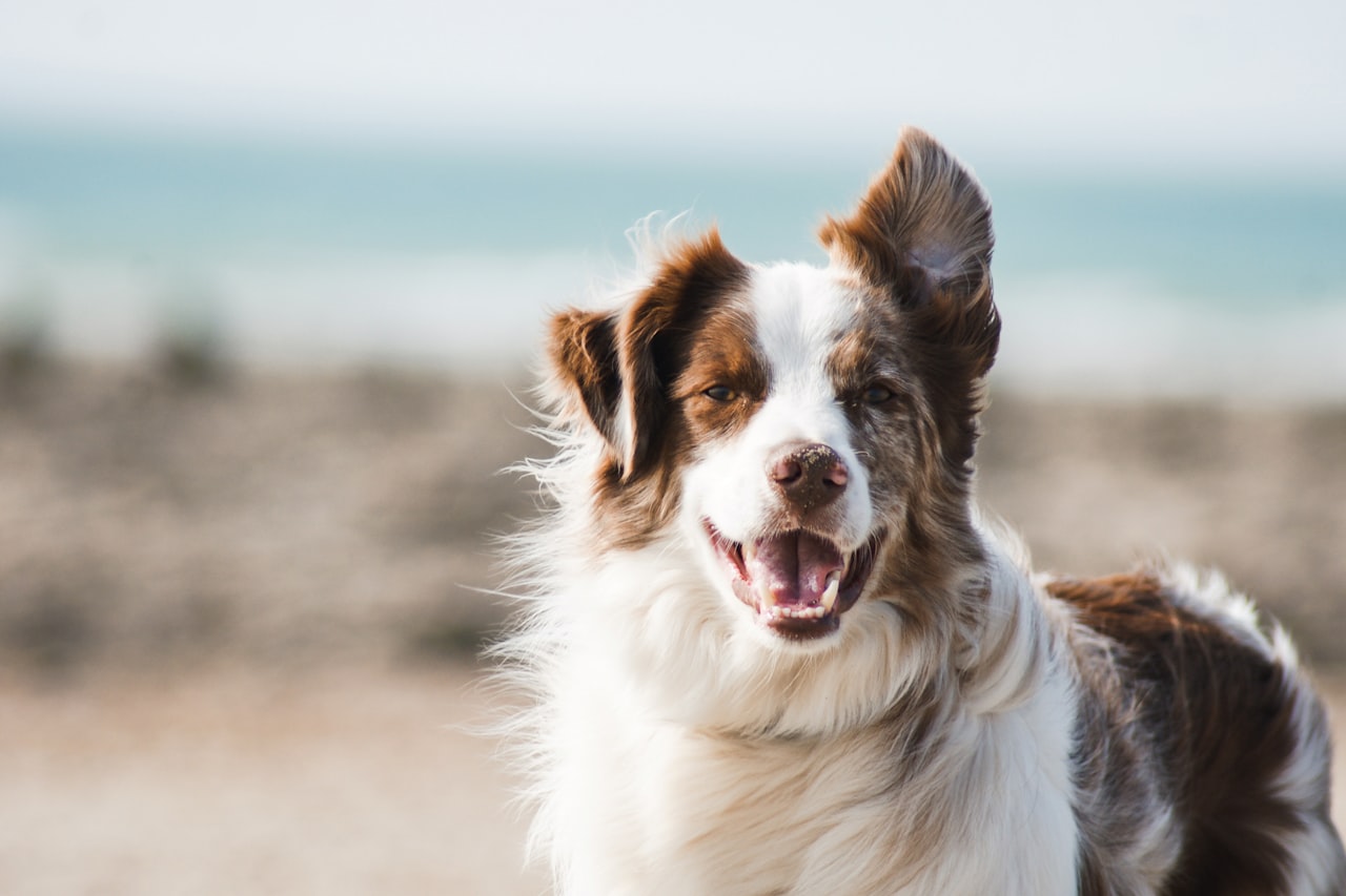 Flea & Tick Control service in Buena Park, CA