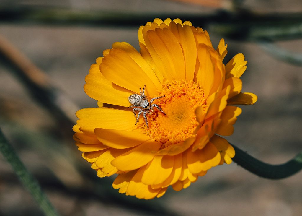 Spider Control service in Buena Park, CA